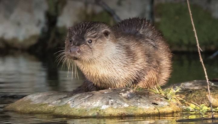 Balade le long du Vidourle : recherche des indices de présence de la loutre